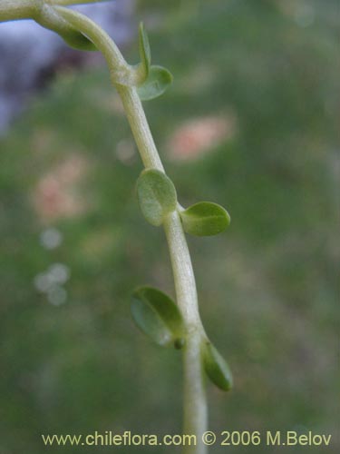 Image of Cerastium montioides (). Click to enlarge parts of image.