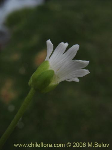 Cerastium montioides的照片