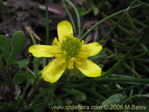 Ranunculus sp. #3038の写真