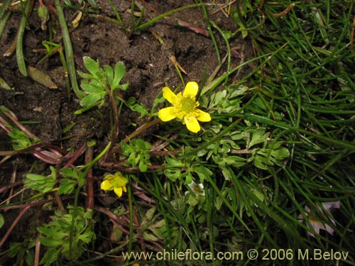 Imágen de Ranunculus sp. #3038 (). Haga un clic para aumentar parte de imágen.