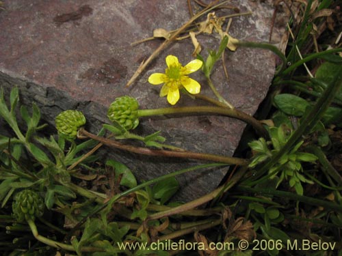 Image of Ranunculus sp. #3038 (). Click to enlarge parts of image.