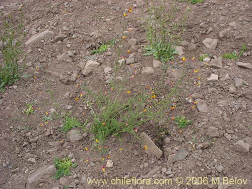 Image of Schizanthus coccineus (Mariposita de cordillera). Click to enlarge parts of image.