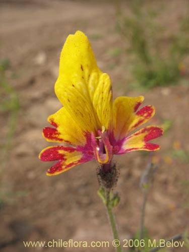 Imágen de Schizanthus coccineus (Mariposita de cordillera). Haga un clic para aumentar parte de imágen.