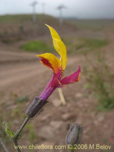 Imágen de Schizanthus coccineus (Mariposita de cordillera). Haga un clic para aumentar parte de imágen.