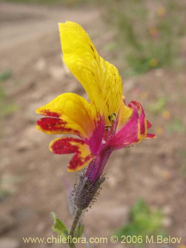 Imágen de Schizanthus coccineus (Mariposita de cordillera). Haga un clic para aumentar parte de imágen.