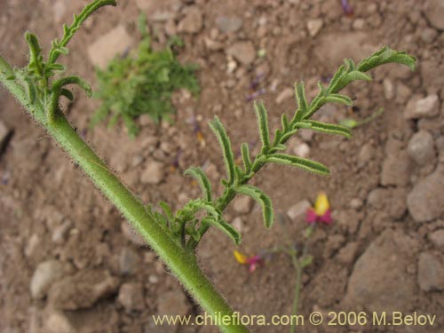 Bild von Schizanthus coccineus (Mariposita de cordillera). Klicken Sie, um den Ausschnitt zu vergrössern.