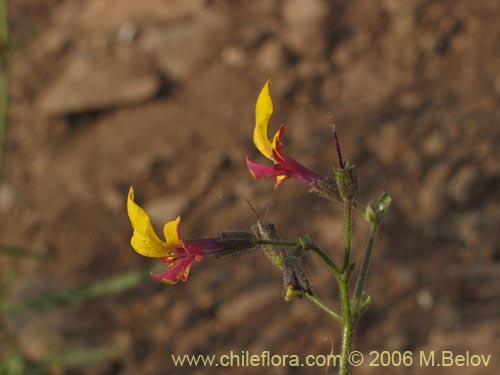 Image of Schizanthus coccineus (Mariposita de cordillera). Click to enlarge parts of image.