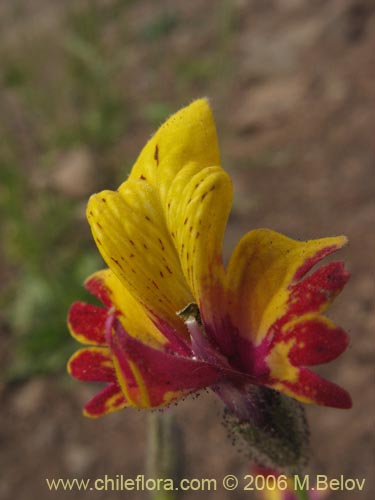 Image of Schizanthus coccineus (Mariposita de cordillera). Click to enlarge parts of image.