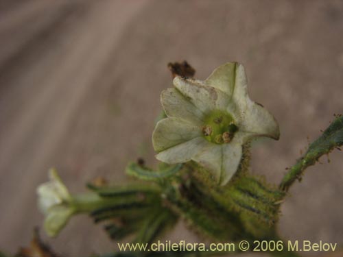 Bild von Nicotiana corymbosa (Tabaquillo / Tabaco / Monte amargo). Klicken Sie, um den Ausschnitt zu vergrössern.