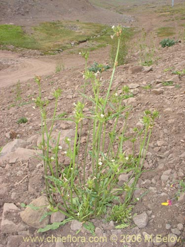 Bild von Nicotiana corymbosa (Tabaquillo / Tabaco / Monte amargo). Klicken Sie, um den Ausschnitt zu vergrössern.