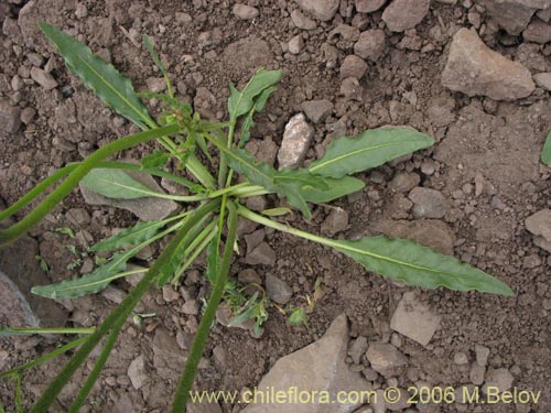 Imágen de Nicotiana corymbosa (Tabaquillo / Tabaco / Monte amargo). Haga un clic para aumentar parte de imágen.