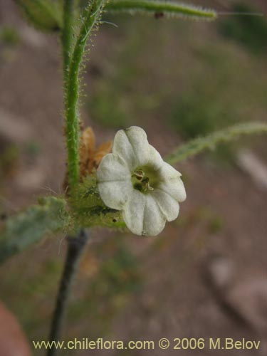 Bild von Nicotiana corymbosa (Tabaquillo / Tabaco / Monte amargo). Klicken Sie, um den Ausschnitt zu vergrössern.