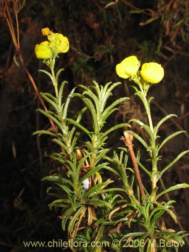 Image of Calceolaria thyrsiflora (Capachito). Click to enlarge parts of image.