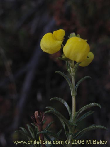 Image of Calceolaria thyrsiflora (Capachito). Click to enlarge parts of image.