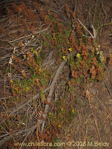 Bild von Calceolaria thyrsiflora (Capachito). Klicken Sie, um den Ausschnitt zu vergrössern.