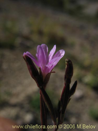 Epilobium sp. #1572的照片