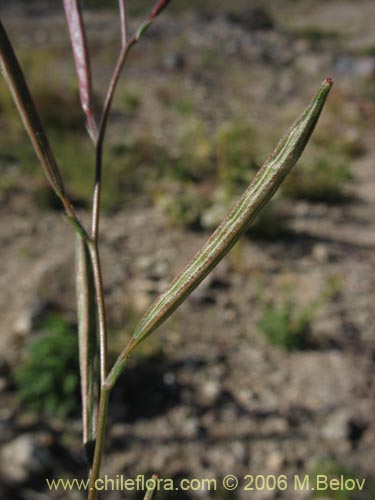 Imágen de Epilobium sp. #1572 (). Haga un clic para aumentar parte de imágen.