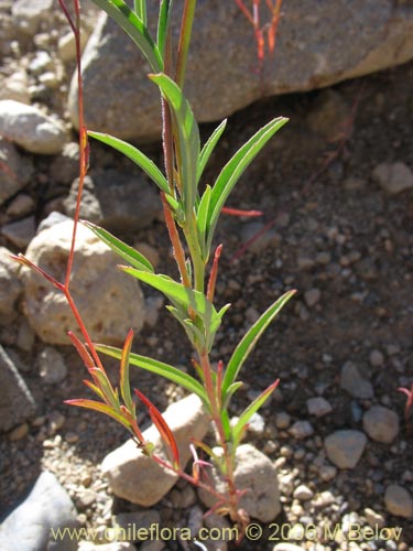 Imágen de Epilobium sp. #1572 (). Haga un clic para aumentar parte de imágen.