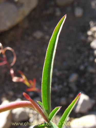 Epilobium sp. #1572의 사진