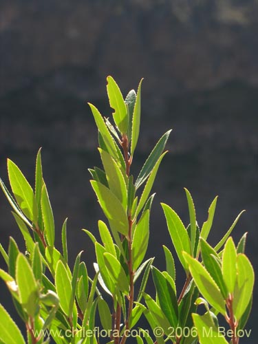 Imágen de Planta no identificada sp. #3040 (). Haga un clic para aumentar parte de imágen.