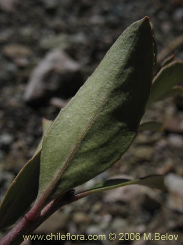 Imágen de Planta no identificada sp. #3040 (). Haga un clic para aumentar parte de imágen.