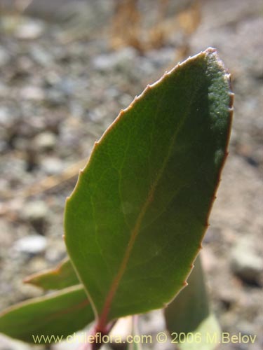 Image of Unidentified Plant sp. #3040 (). Click to enlarge parts of image.