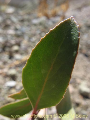 Imágen de Planta no identificada sp. #3040 (). Haga un clic para aumentar parte de imágen.