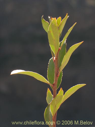 未確認の植物種 sp. #3040の写真