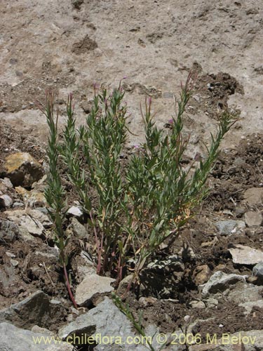 Image of Unidentified Plant sp. #3040 (). Click to enlarge parts of image.