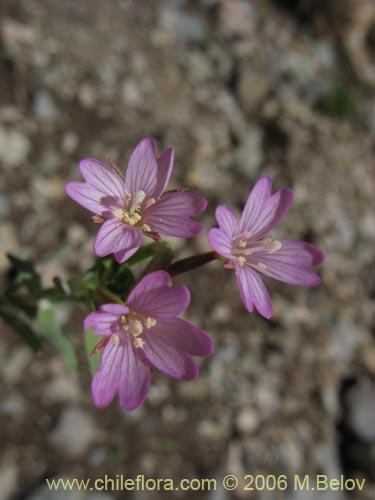 Bild von Onagraceae sp. #2756 (). Klicken Sie, um den Ausschnitt zu vergrössern.