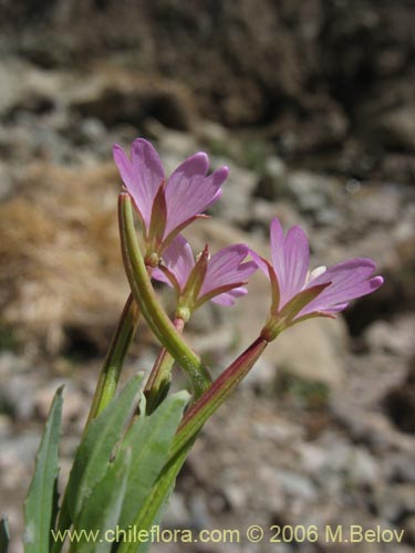 Imágen de Onagraceae sp. #2756 (). Haga un clic para aumentar parte de imágen.