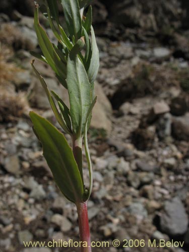 Imágen de Onagraceae sp. #2756 (). Haga un clic para aumentar parte de imágen.