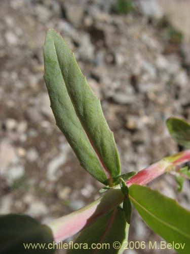 Bild von Onagraceae sp. #2756 (). Klicken Sie, um den Ausschnitt zu vergrössern.