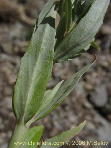 Bild von Onagraceae sp. #2756 (). Klicken Sie, um den Ausschnitt zu vergrössern.