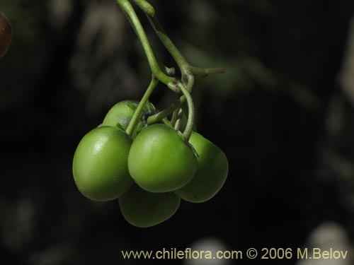 Фотография Solanum etuberosum (Tomatillo de flores grandes). Щелкните, чтобы увеличить вырез.