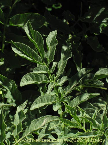 Bild von Solanum etuberosum (Tomatillo de flores grandes). Klicken Sie, um den Ausschnitt zu vergrössern.