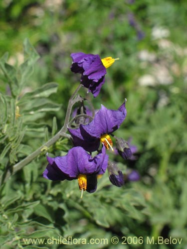 Imágen de Solanum etuberosum (Tomatillo de flores grandes). Haga un clic para aumentar parte de imágen.