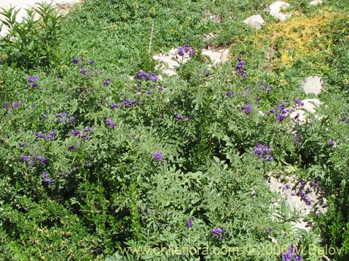 Bild von Solanum etuberosum (Tomatillo de flores grandes). Klicken Sie, um den Ausschnitt zu vergrössern.