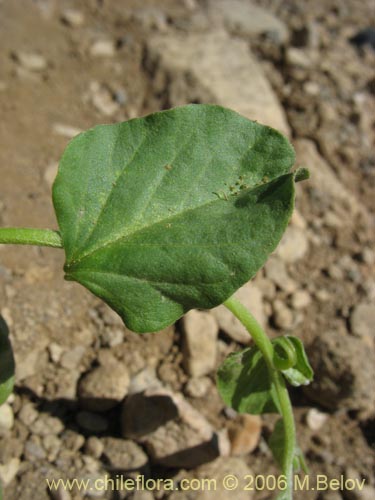 Image of Convolvulus demissus (). Click to enlarge parts of image.