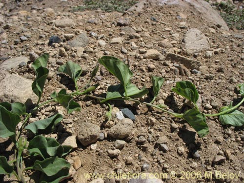 Image of Convolvulus demissus (). Click to enlarge parts of image.