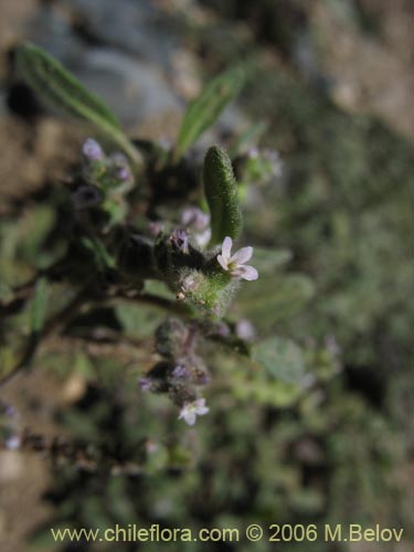 Heliotropium geisseiの写真