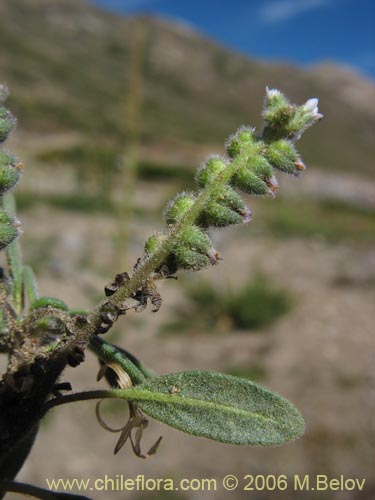 Bild von Heliotropium geissei (). Klicken Sie, um den Ausschnitt zu vergrössern.