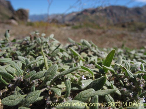 Bild von Heliotropium geissei (). Klicken Sie, um den Ausschnitt zu vergrössern.