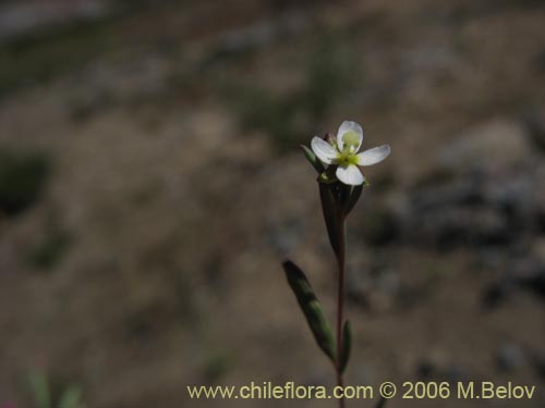 Imágen de Planta no identificada sp. #3101 (). Haga un clic para aumentar parte de imágen.