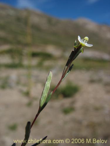 Imágen de Planta no identificada sp. #3101 (). Haga un clic para aumentar parte de imágen.