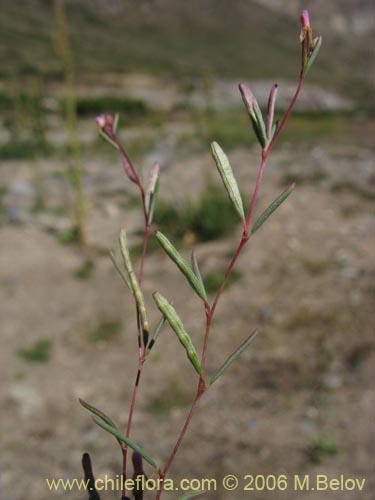 Image of Unidentified Plant sp. #3101 (). Click to enlarge parts of image.