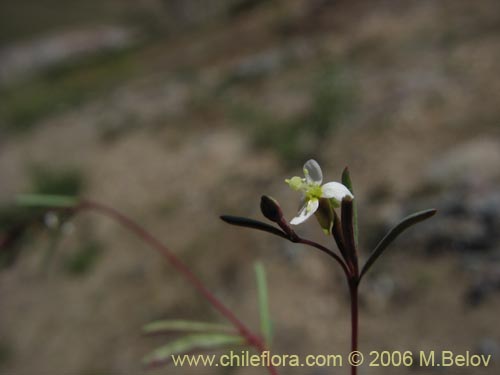 Imágen de Planta no identificada sp. #3101 (). Haga un clic para aumentar parte de imágen.