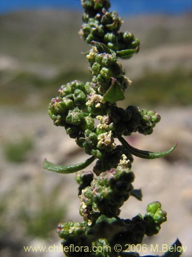 Image of Chenopodium ambrosioides (Paico / Pichan / Pichen). Click to enlarge parts of image.