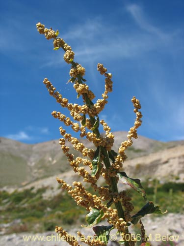 Bild von Chenopodium ambrosioides (Paico / Pichan / Pichen). Klicken Sie, um den Ausschnitt zu vergrössern.