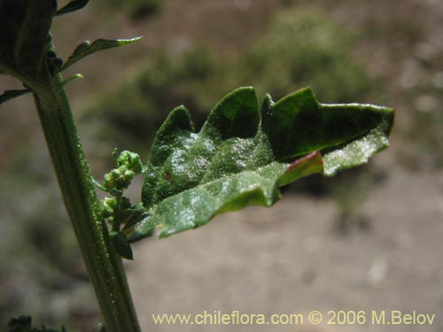 Image of Chenopodium ambrosioides (Paico / Pichan / Pichen). Click to enlarge parts of image.